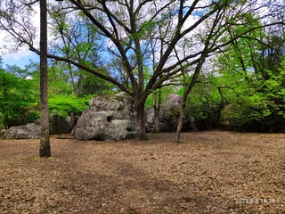 Rocher de la forêt de Fontainebleau