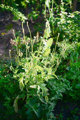 Detail of green heads of opium poppy growing in the field, agriculture, harvest, sunny summer day. Place for your text.