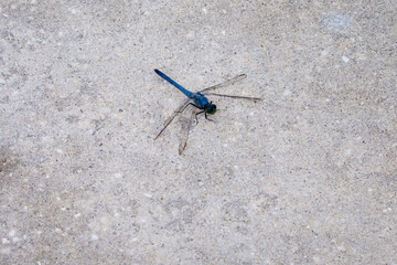 A blue dragonfly on the road