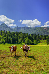 Fototapeta na wymiar Cows on the Pasture 
