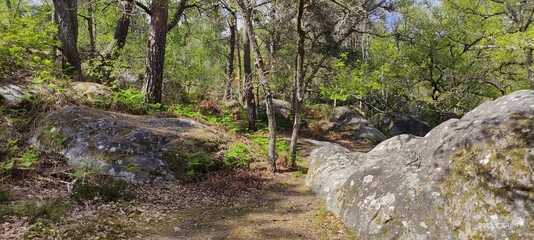 Rocher de la forêt de Fontainebleau