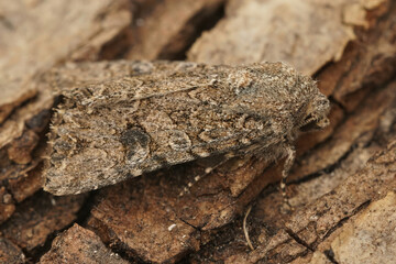Closeup of the nutmeg moth,  Anarta trifolii on a piece of wood