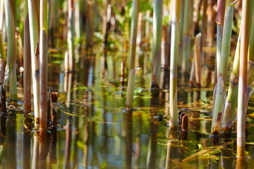 close up of reeds in the sunlight which stands in the water of a pond