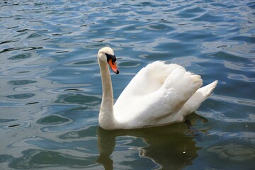 Obraz premium White swan swims on peaceful lake. 