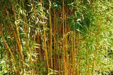 close up of golden beijing bamboo in sunlight
