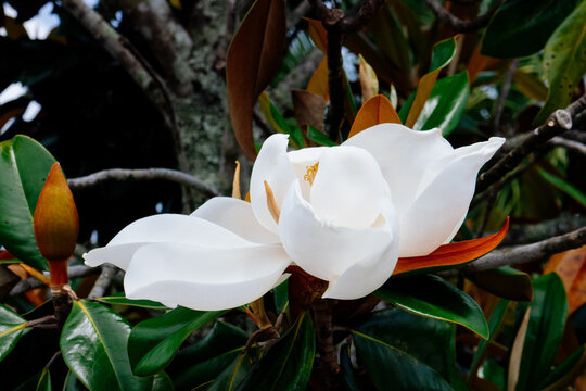 Magnolia denudata tree flower in spring