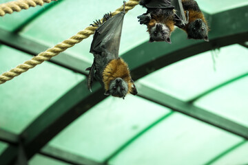 groupe of Gray-headed flying fox hangs upside down, with a glass ceiling and metal beams in the background