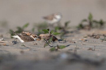 Kentish plover in courtship at the sea