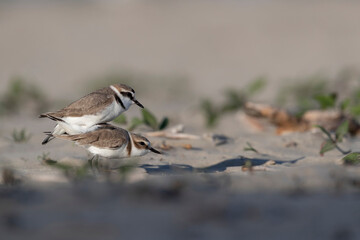 Kentish plover in coupling at the sea