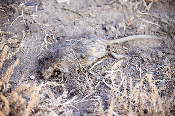 Dead decaying grey muskrat lies in dirt along a sagebrush path