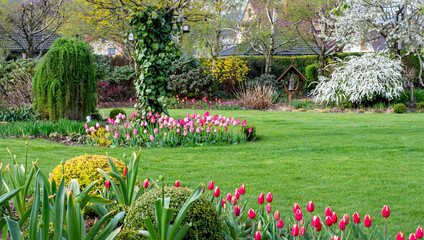 Fototapeta Wiosna w ogrodzie. Tulipany na wiosennych rabatach obraz