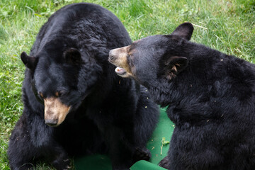 two playing black bears on meadow