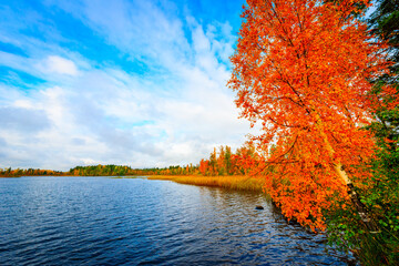 Forest lake in late autumn, the birch grows on a shore