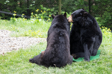 two playing black bears on meadow