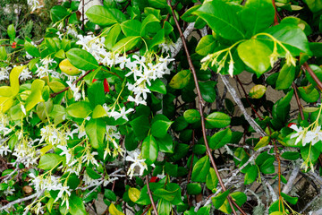 Chinese star jasmine flowers (Trachelospermum jasminoides) in bloom