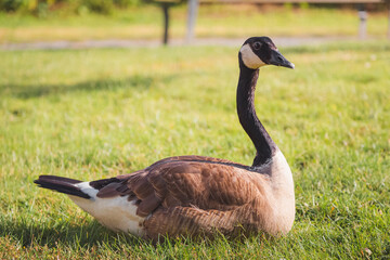 Close-up portrait of a Canada goose (Branta canadensis) sitting on grass at a park on a summer day in Vancouver, B.C., Canada