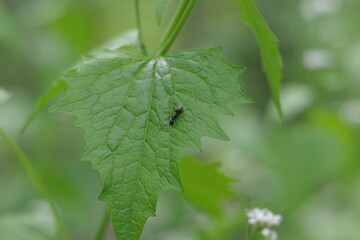 A black ant crawling on a green leaf in the woods along a nature hiking trail