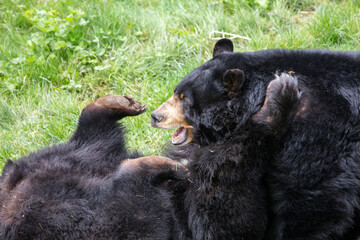 Fototapeta premium two playing black bears on meadow