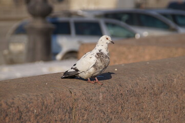 pigeon on the wall
