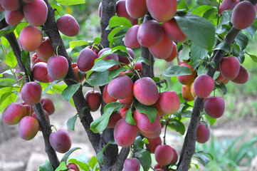 On the branch of the tree are ripe plums