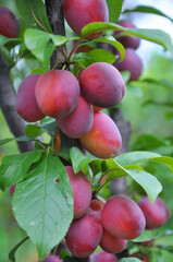 On the branch of the tree are ripe plums