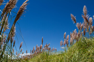pampas grass in the field with blue sky