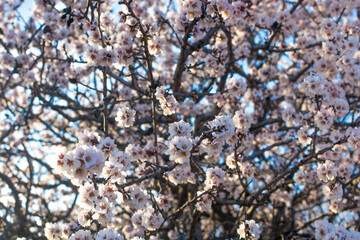 Blooming almonds