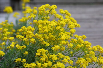 Country house in the forest
