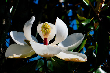 Magnolia denudata tree flower in boom