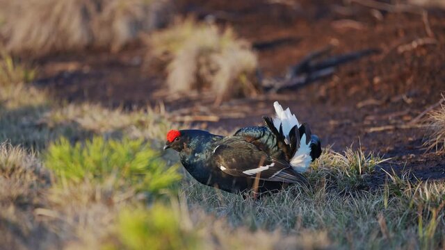 Black Grouse on spring bog ready for fighting, lekking. Spring colors of moors with black grouse, blackcock. Male Black Grouse lek game at sunrise. Lyrurus tetrix lekking in Estonia, Saaremaa swamp