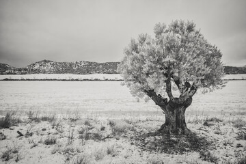 Bardenas Reales de Navarra con nieve