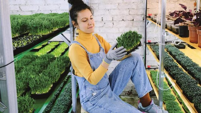 Young female farmer growing microgreens on her indoor vertical garden. Happy young woman sitting and looking after plants on shelfs. Radish, arugula, daikon, oxalis, purple sango radish, pea