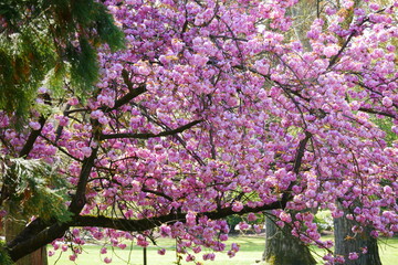 cherry tree in full pink blossom