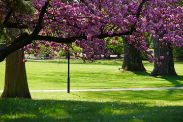 japanese park with green grass and sunshine during the pink cherry blossom
