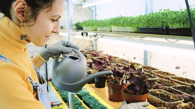 Young female farmer growing microgreens on her indoor vertical garden. Happy young woman watering, looking after plants on shelfs. Radish, arugula, daikon, oxalis, purple sango radish, pea