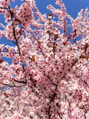 cherry blossom in spring