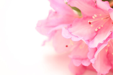 Fototapeta na wymiar 白背景のシャクナゲの花