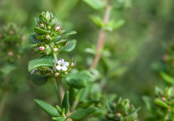 Thyme plant starting to flower in spring. Macro of lush green blue thyme twig with leaves. Aromatic herb used for flavoring food and herbal medicine. Known as Thymus vulgari. Selective focus.
