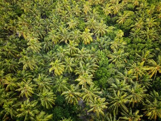 Coconut palm tree aerial view tropical forest