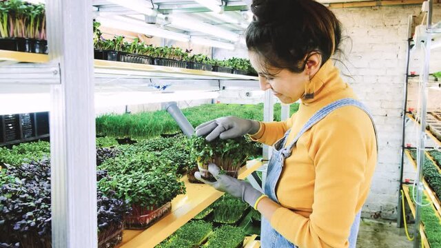 Young female farmer growing microgreens on her indoor vertical garden. Happy young woman watering, looking after plants on shelfs. Radish, arugula, daikon, oxalis, purple sango radish, pea