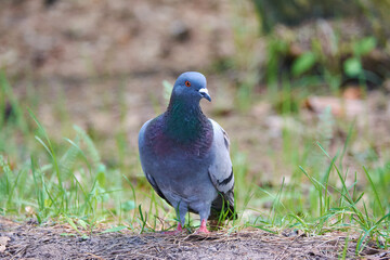 pigeon on the grass