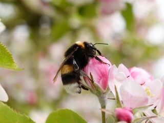 bumblebee on an apple  blossom 