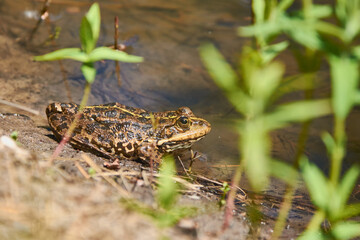 frog in the pond