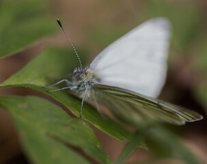 White butterfly macro on green leaf