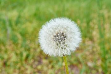 dandelion on green background