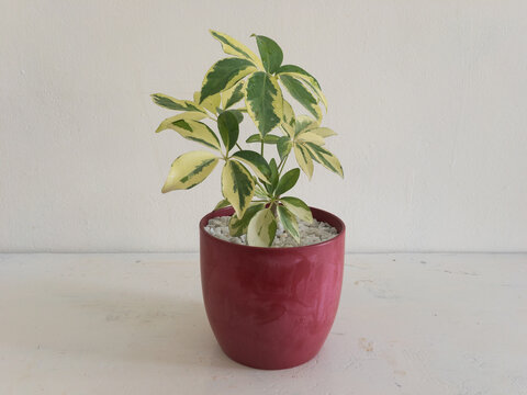 Variegated schefflera plant or umbrella tree potted in a colorful decorative pot with isolated white background
