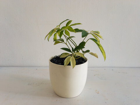 closeup of a schefflera arboricola plant in a white ceramic planter
