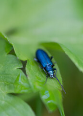 Blue beetle on green leaf