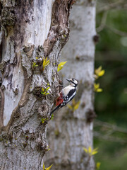Woodpecker sitting at grey tree with yellow leaves with dark green background