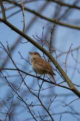 Nightingale singing during day with beak open with blue background